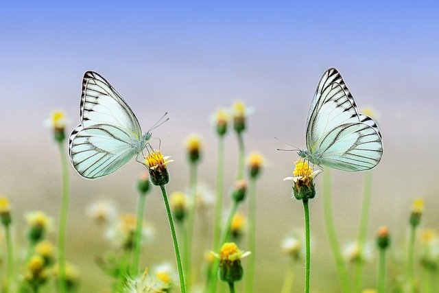 butterflies-g4ec54a93c_640