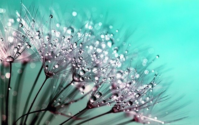 dandelion-g91bd3c1c3_640