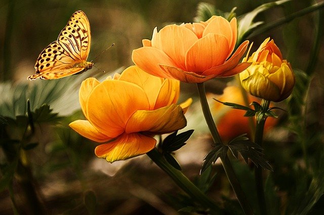 flowers-g83d61d6b0_640